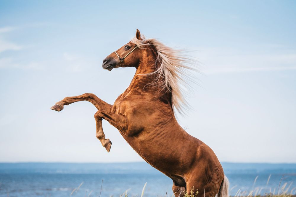 Hästfotograf Clara Nilsson skåne
