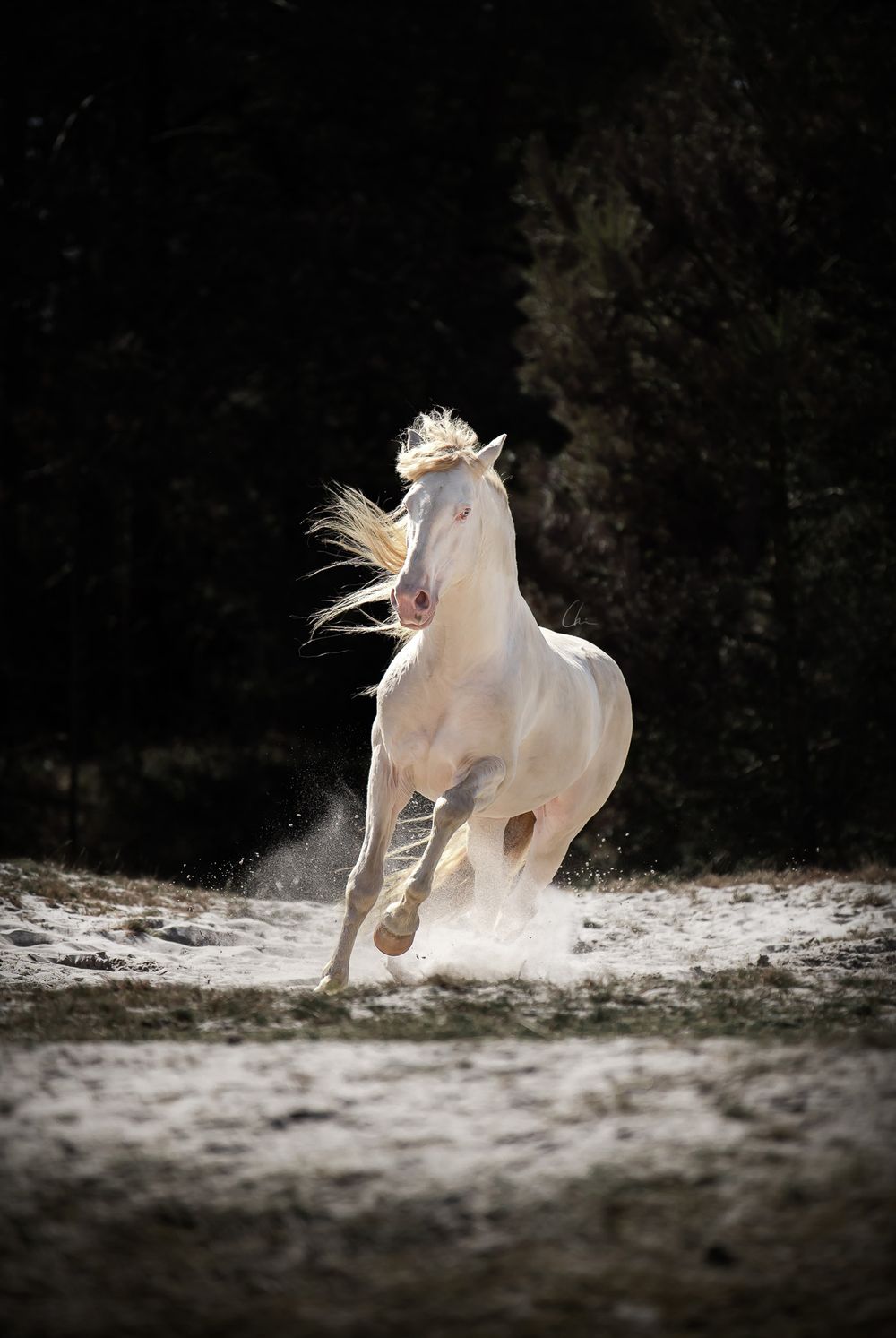 PRE hingst Skåne Falsterbo hästfotograf