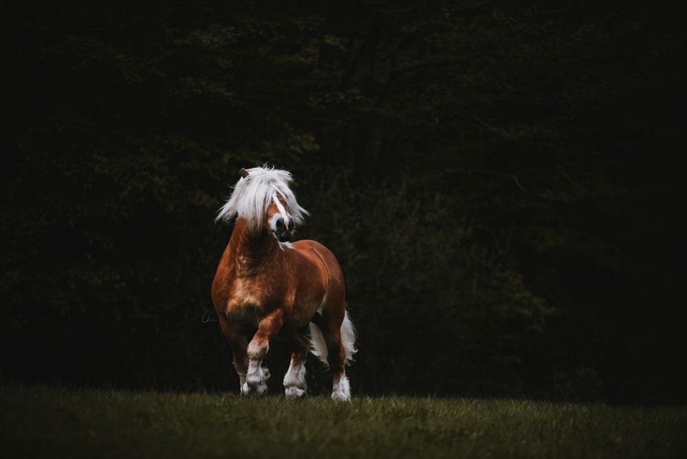 Ardenner hingst Skåne Sverige fotograf häst