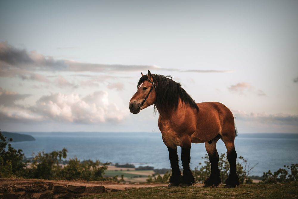 Ardenner Sverige fotograf Skåne