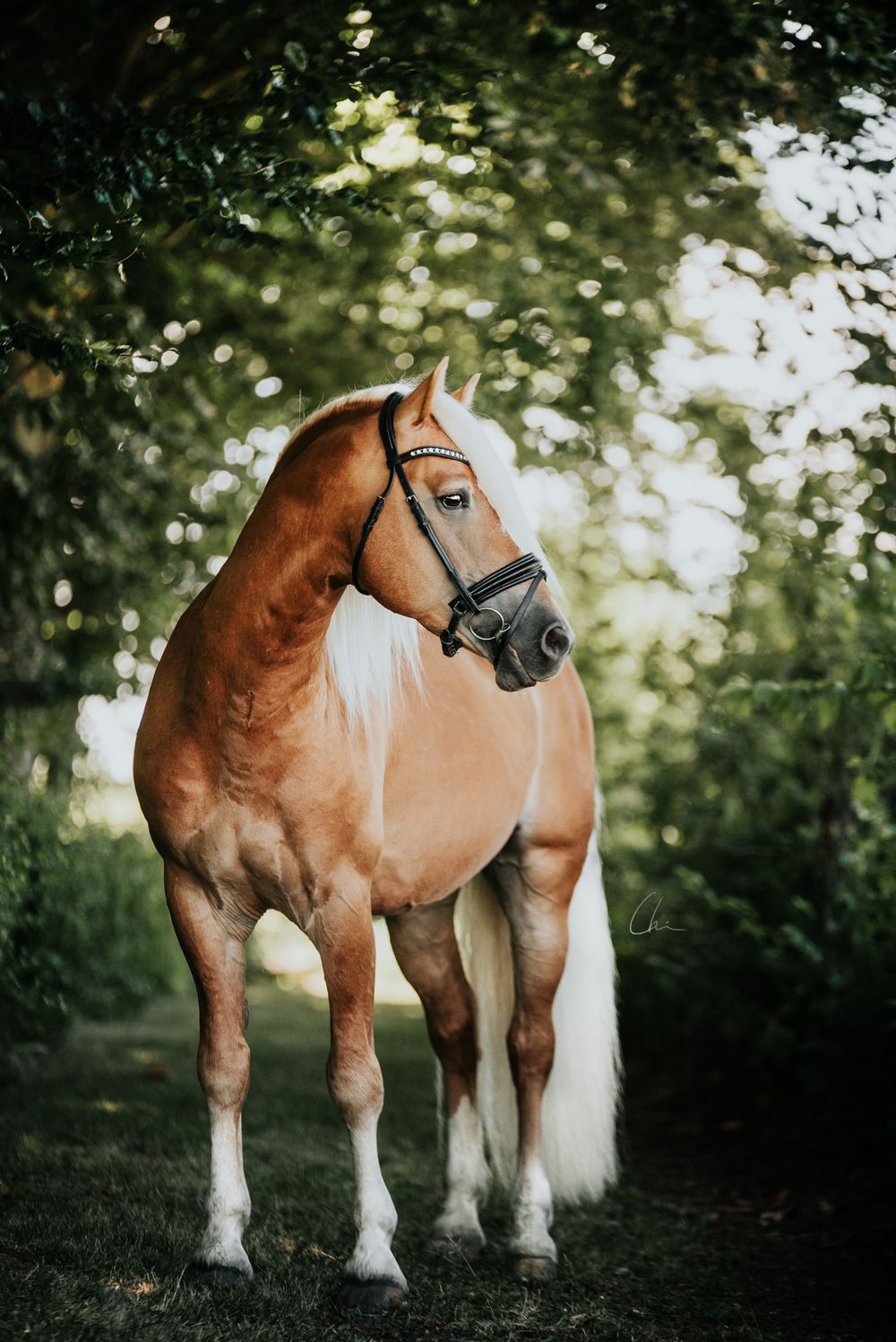 Haflinger hingst Skåne hästfotograf