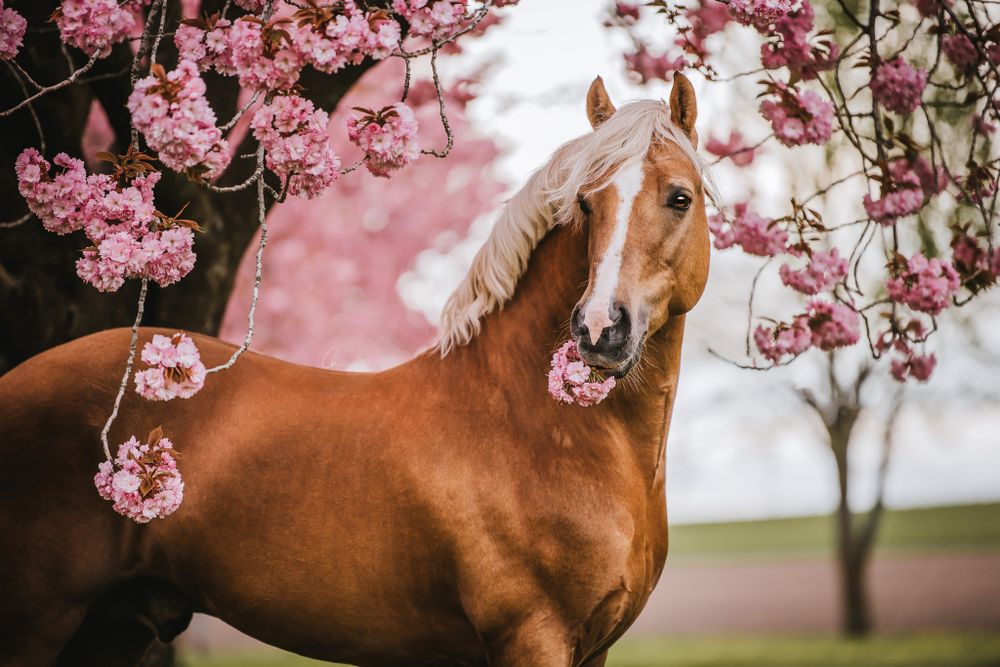 Welsh cob hingst Sverige hästfotograf Clara Nilsson