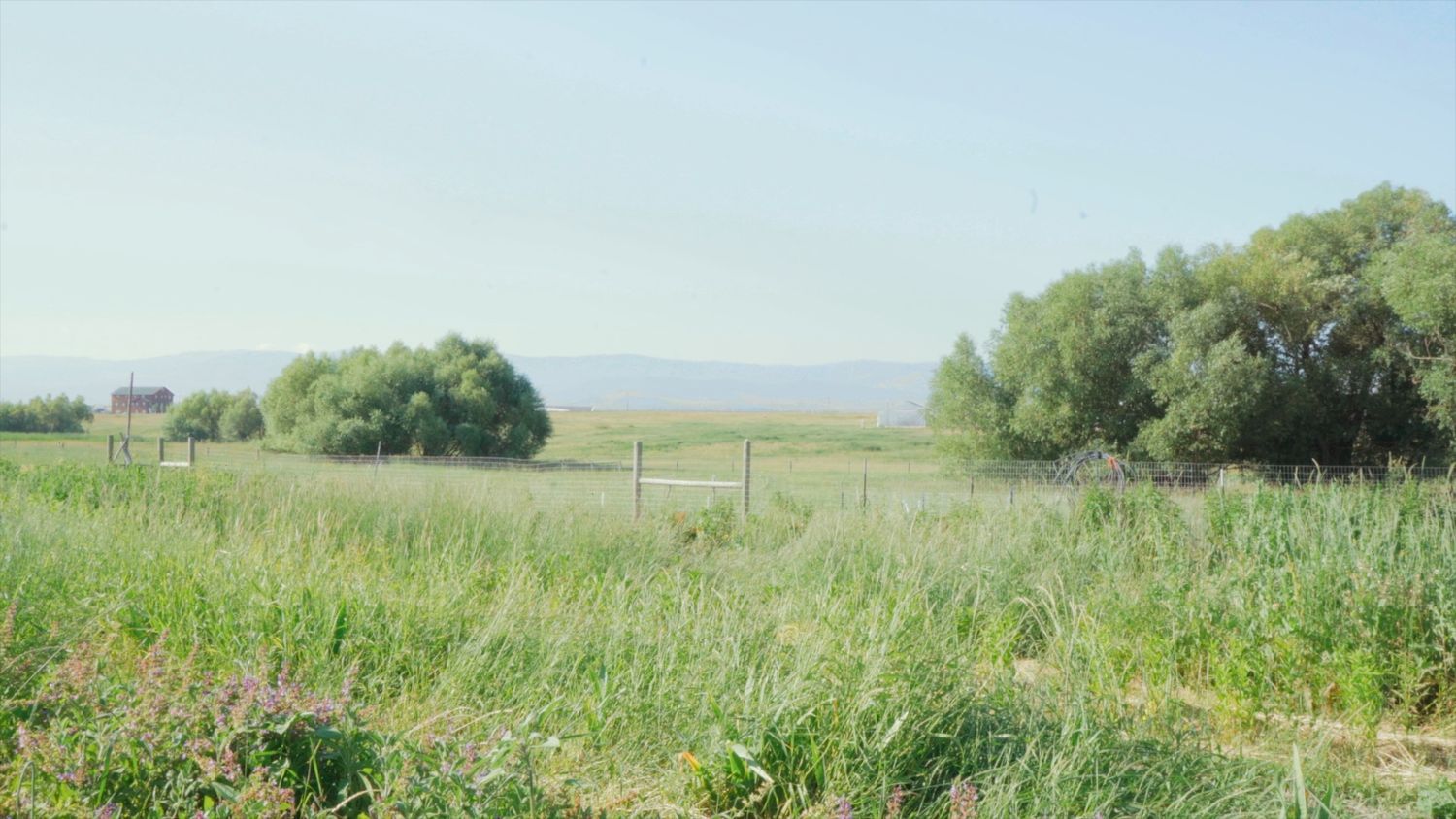 Open grassy meadow with wild vegetation and trees along the horizon under a bright sunny sky.