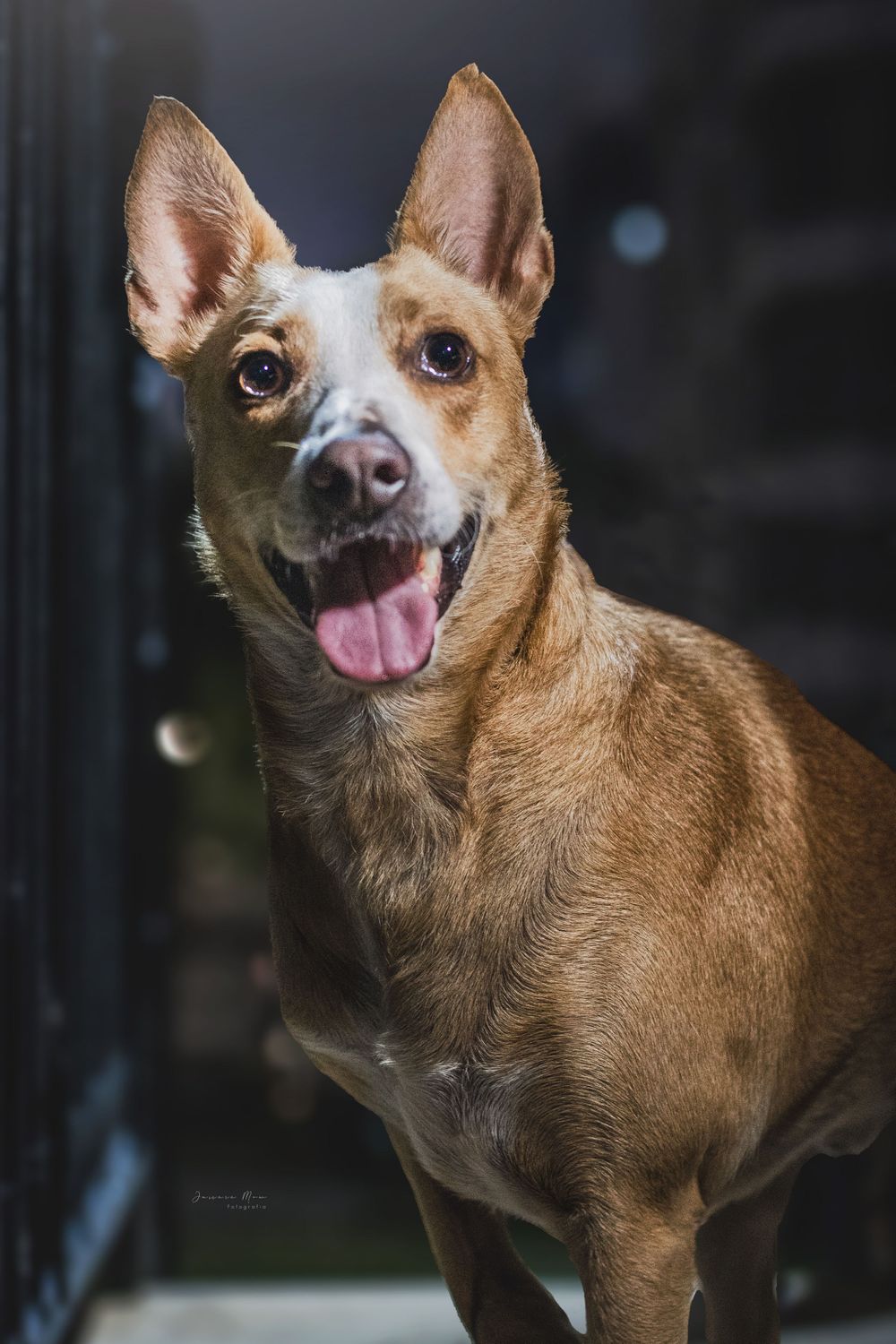 Sesión para mascotas