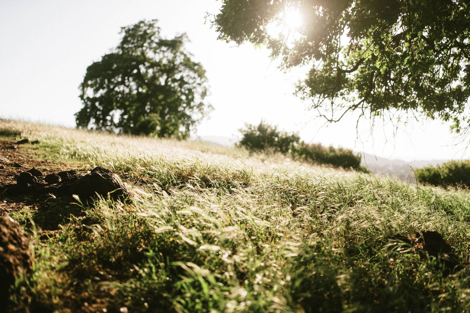 Sunlight streams through trees onto a golden meadow creating a dreamy atmosphere.