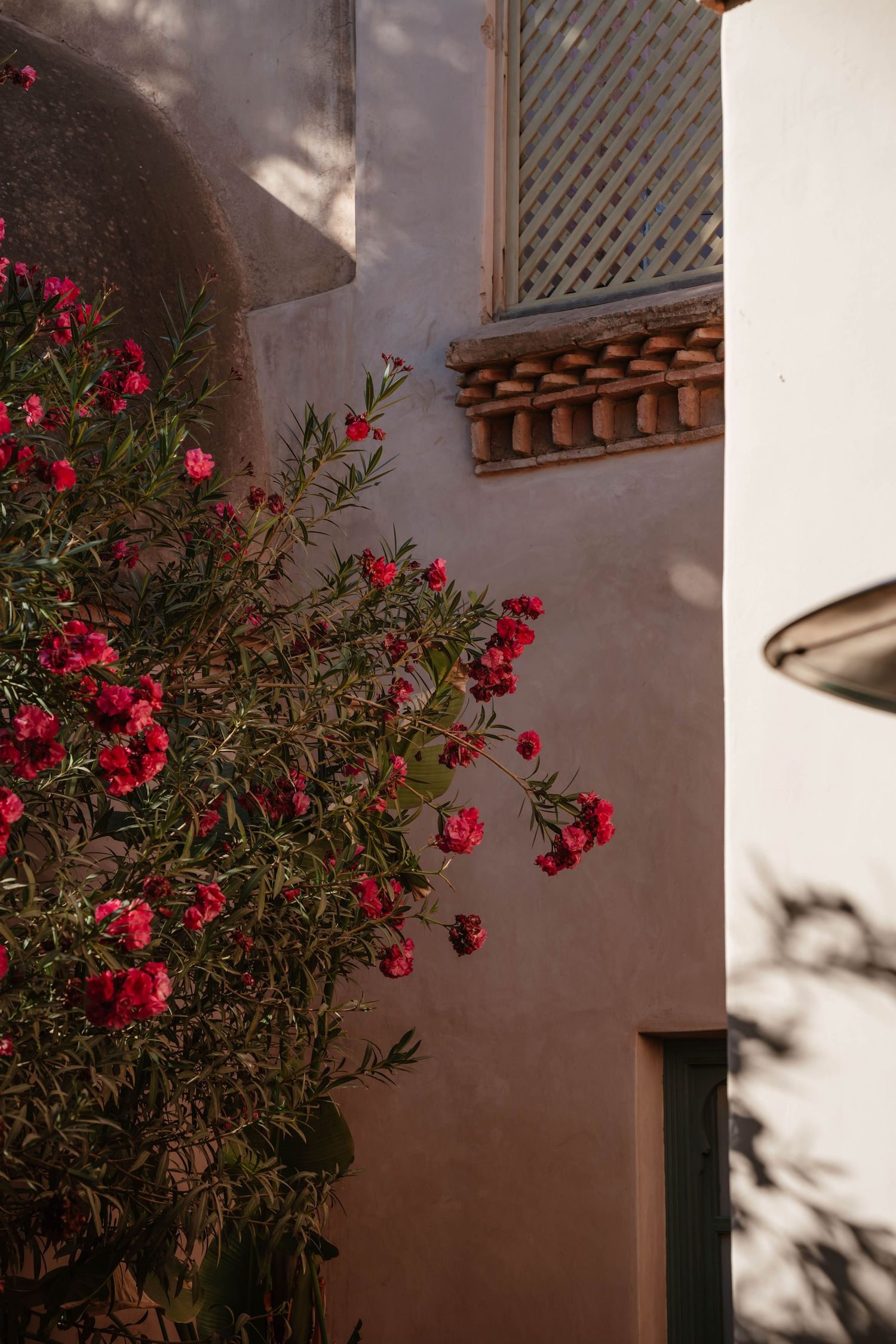 Zara Davis Wedding Photography Destination Morocco Marrakech Fauna Flora Maroc