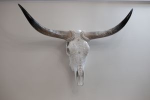 White longhorn bull skull mounted on grey wall with dramatic curved horns.