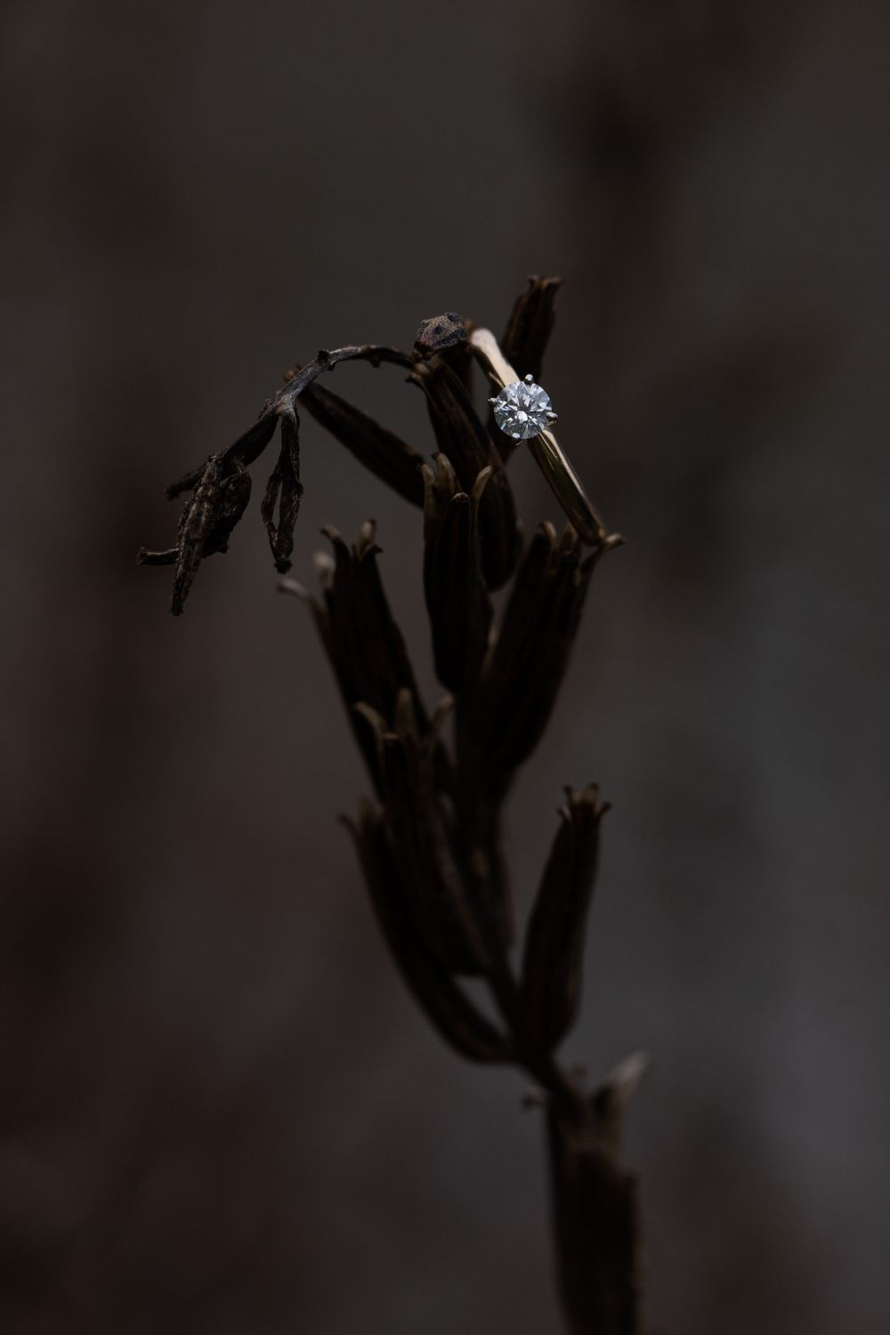 A sparkling diamond engagement ring displayed on a dried plant stem against a dark background.