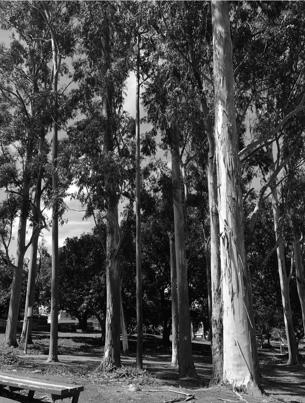 Black and white photo of tall eucalyptus trees in a park with a picnic bench visible beneath the canopy.