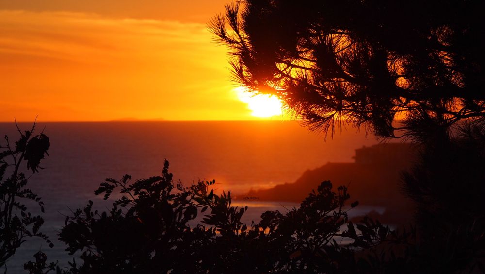 Brilliant orange sunset over ocean viewed through silhouetted pine tree branches on coastal cliffside.