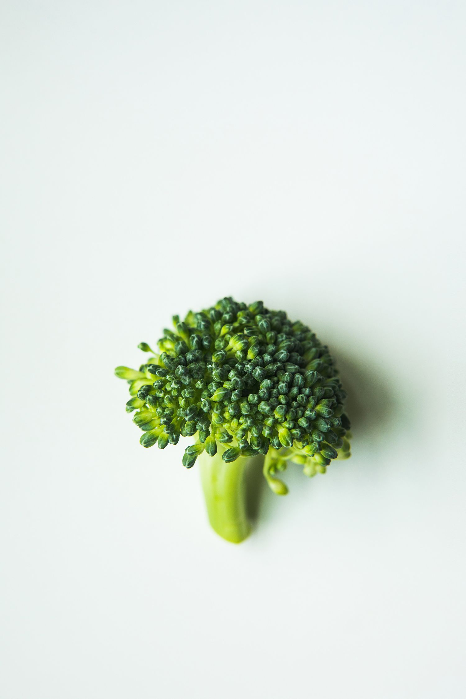 Fresh green broccoli floret isolated on white background.