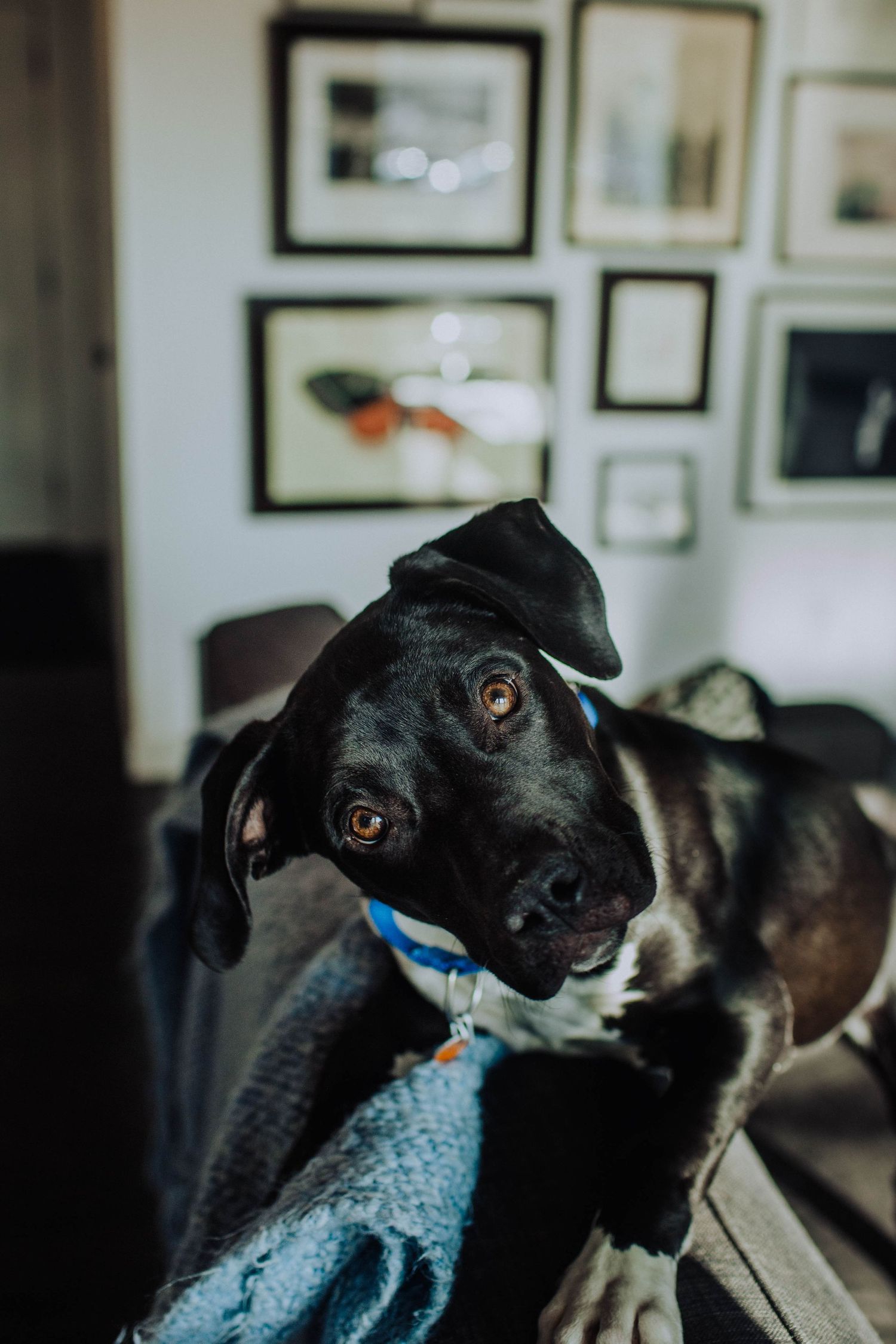 Close-up of black and white dog with tilted head against gallery wall background.