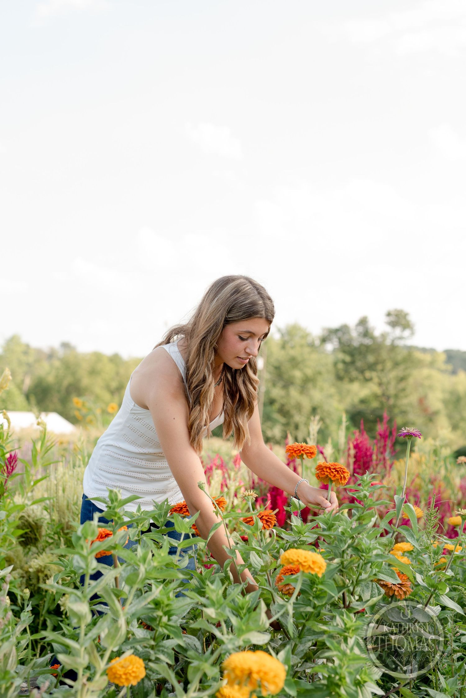 A person tends to colorful orange and yellow flowers in a summer garden.