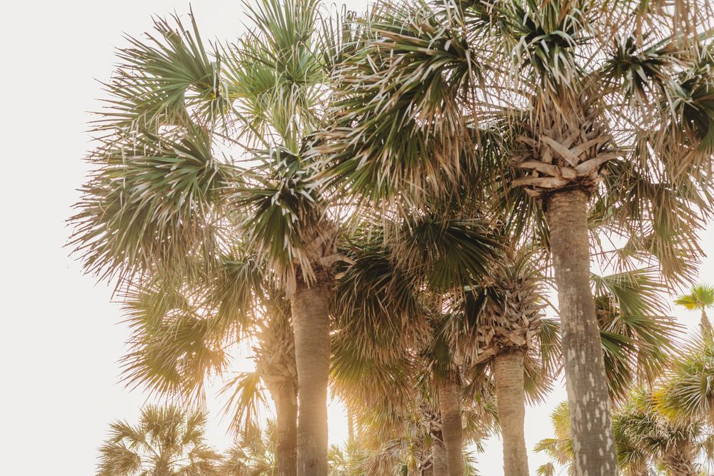Palm trees silhouetted against bright sky at beach setting.