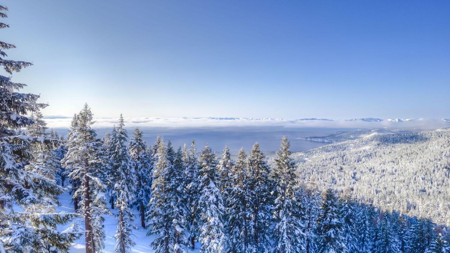 Snow-covered pine trees with a stunning aerial view of Lake Tahoe under a clear blue winter sky.
