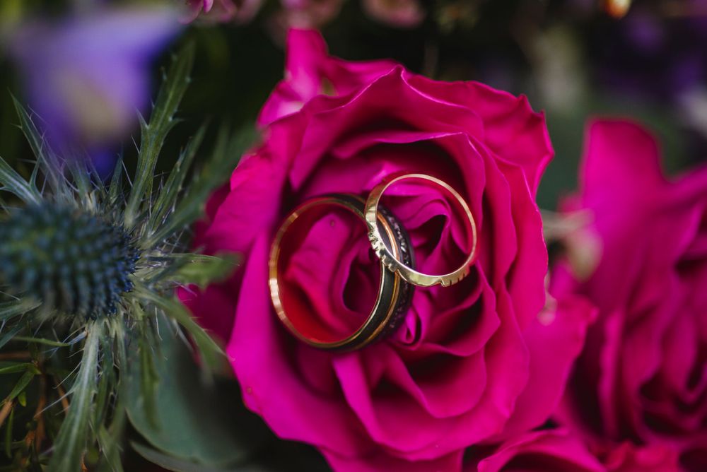 Gold wedding rings resting on a deep pink rose in macro detail.