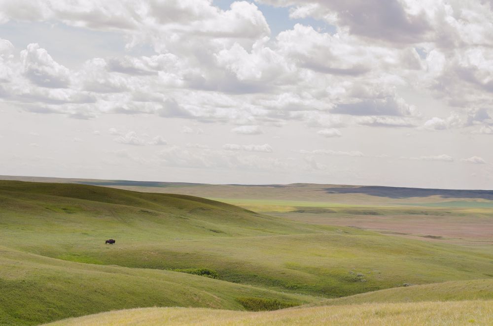 One bison on the Fort Peck Assiniboine & Sioux Tribes in Northeast Montana. Buffalo on the prairie- Dakota Nakota