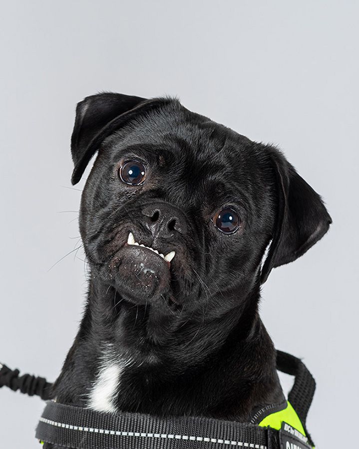 Black Jug dog in photographic studio by Lucy Reeve Dog Photographer