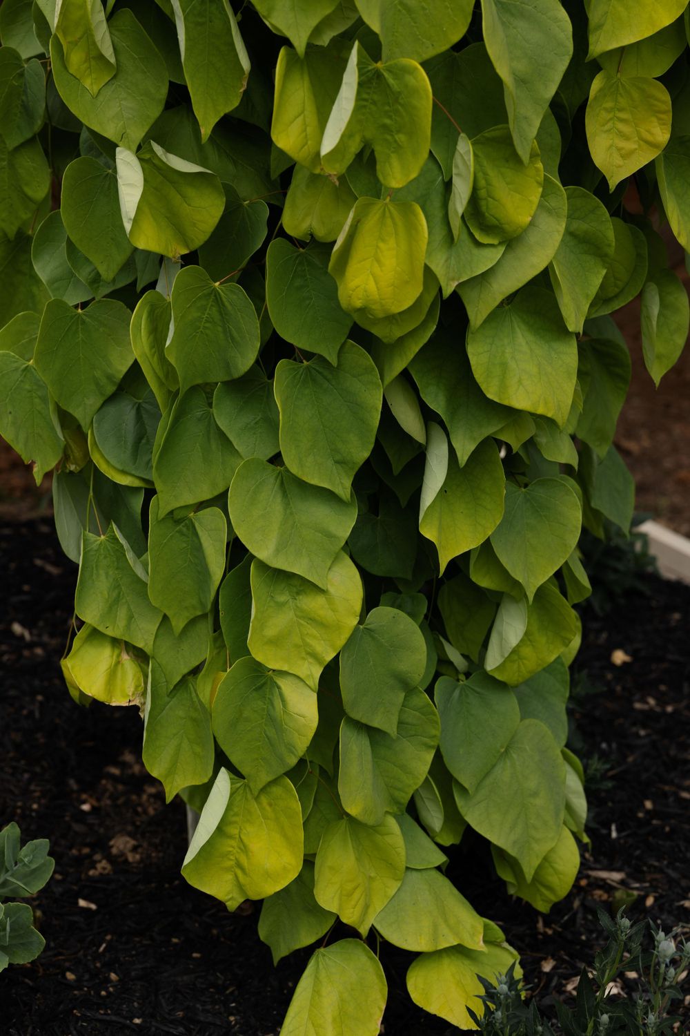 Lush green heart-shaped leaves cascade down in an overlapping pattern.