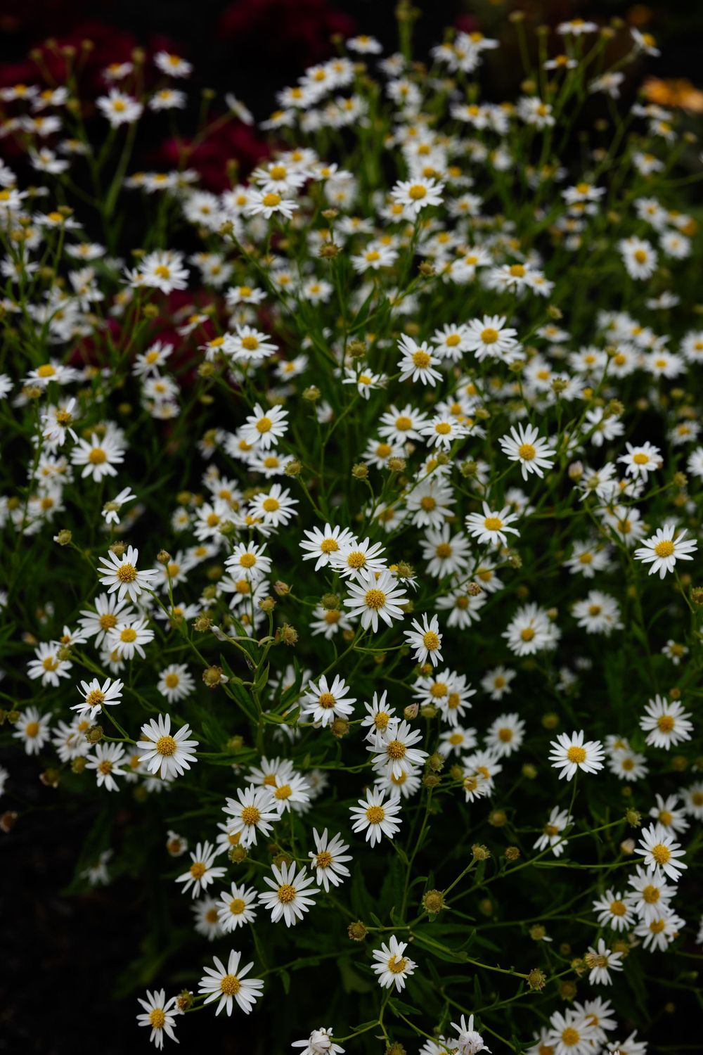 A cluster of small white daisies blooming in a garden with dark background.