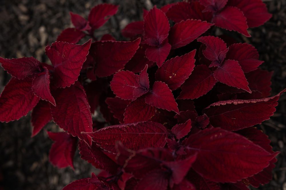Deep red coleus leaves create a rich textural pattern against dark soil.