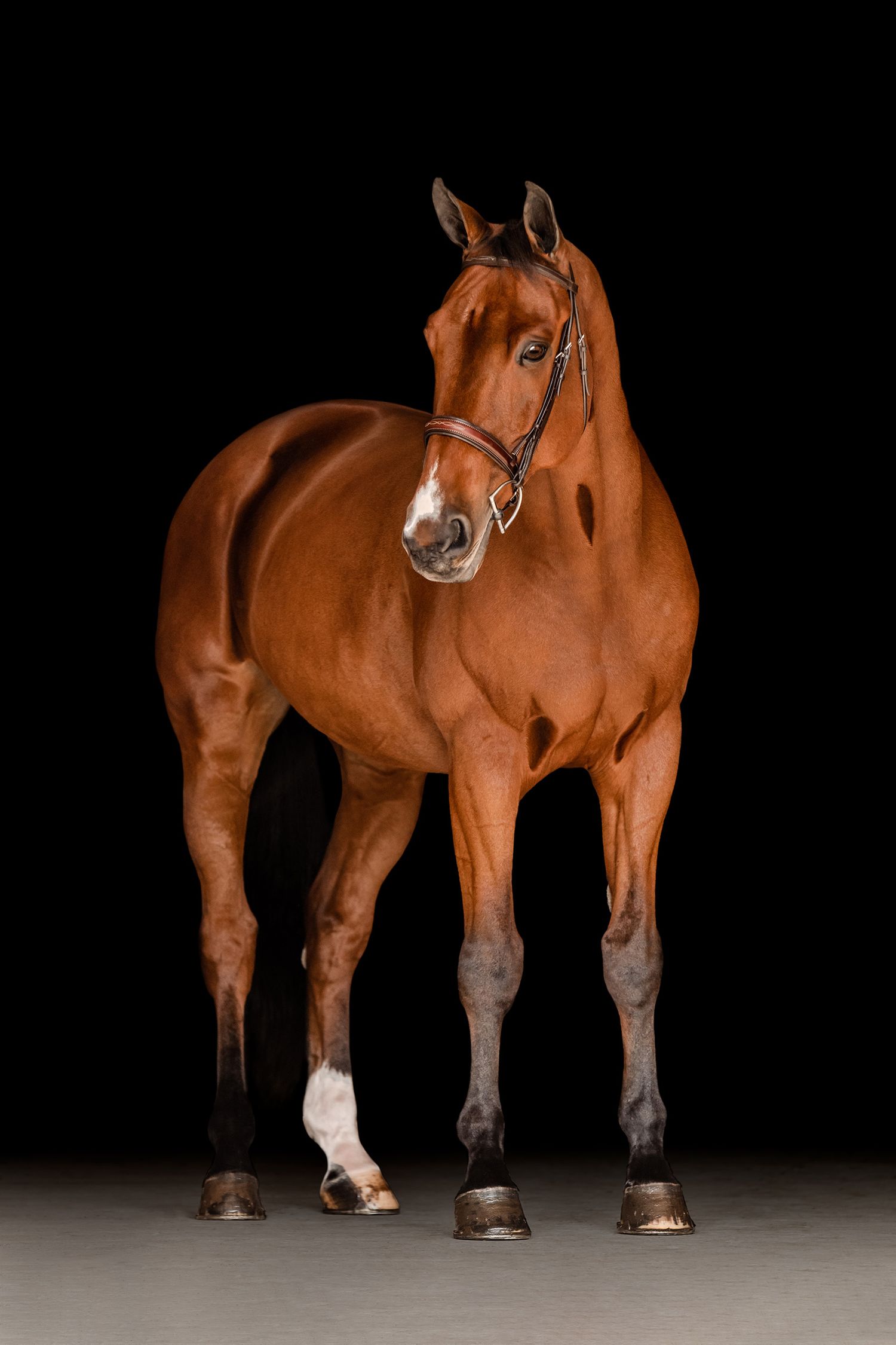 The Horses of Duffy-Housel Group Inc. | Black Background Portraits