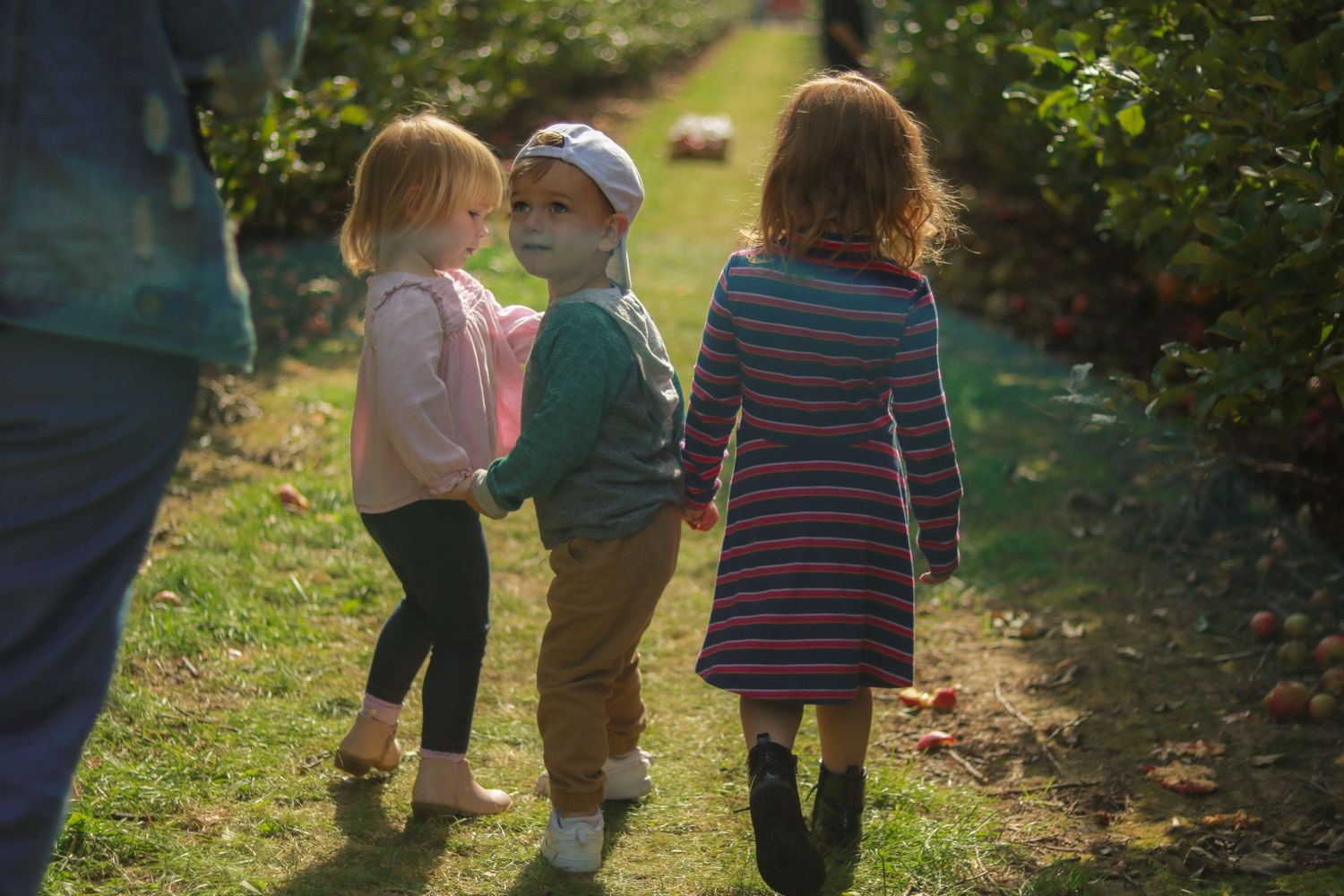 Three small kids walking in an apple orchard with one of them turning his head to look at his mom behind him