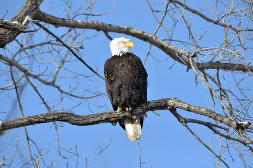Missouri River Eagle