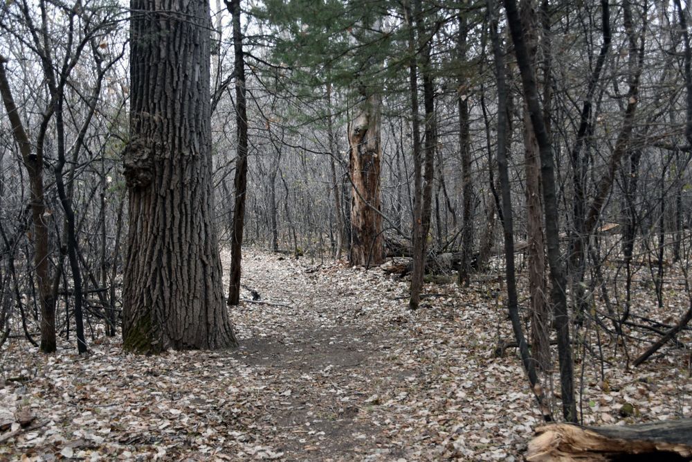 Yankton Primitive Trail