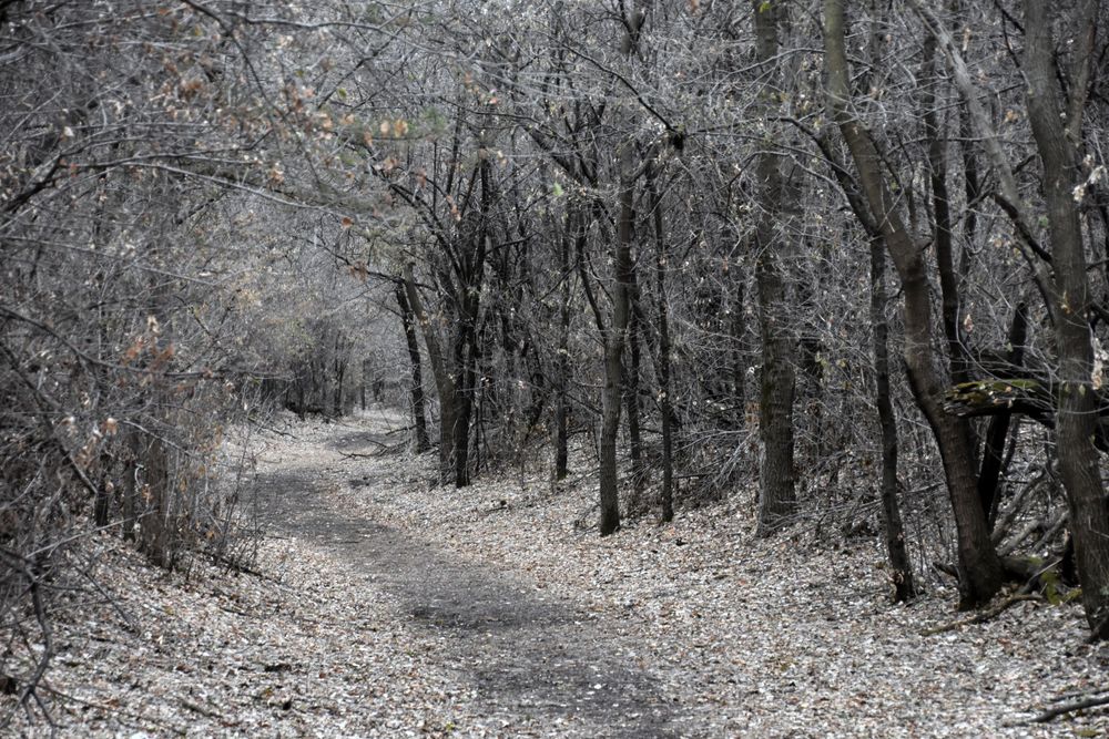 I Went To The Woods