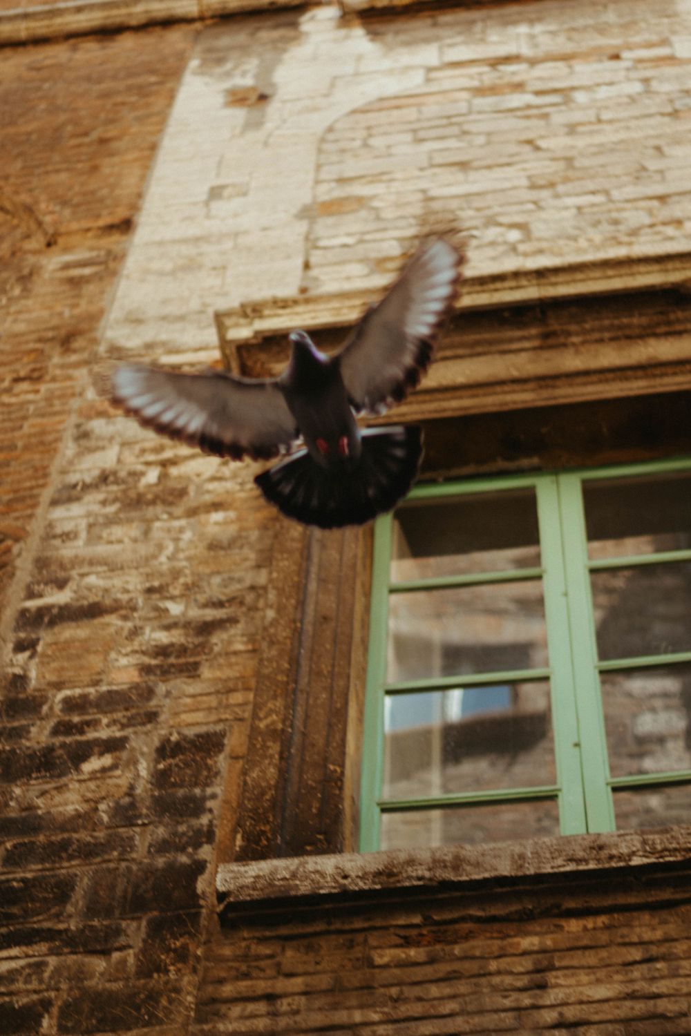 A pigeon in flight spreads its wings near an old stone building with a green window.