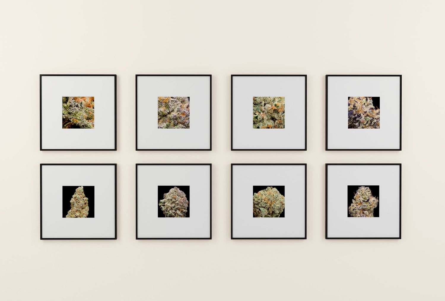 CannaPrints.ca - Framed Cannabis Prints for Modern Living Spaces. Vibrant Accent Pieces