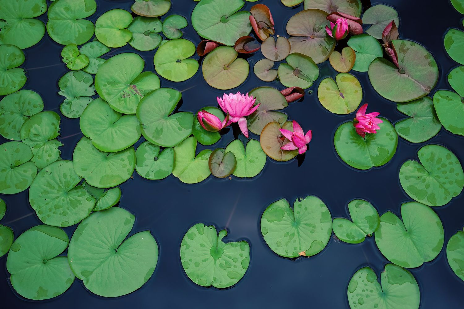Magenta Hard Water Lily