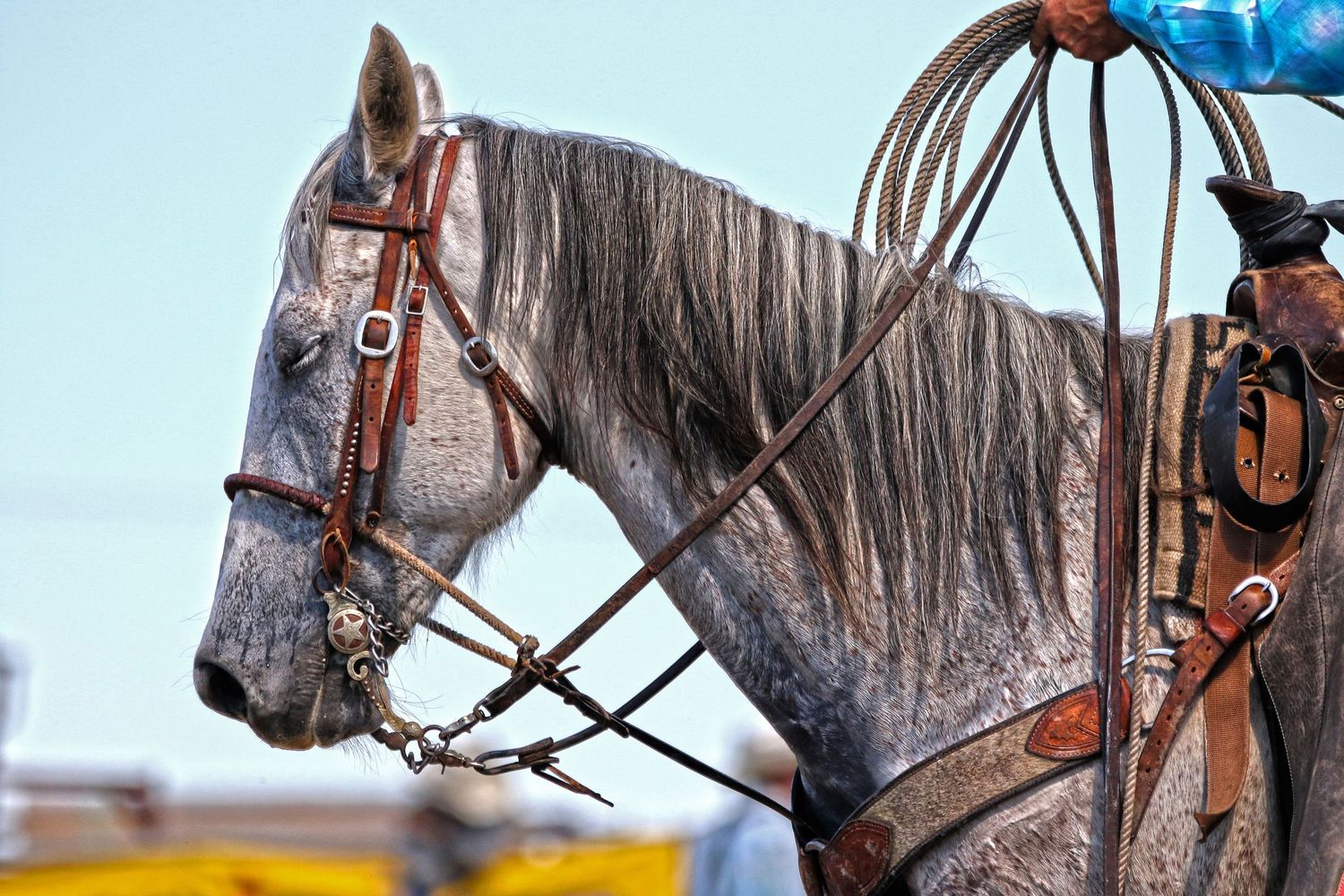 Ranch horse images