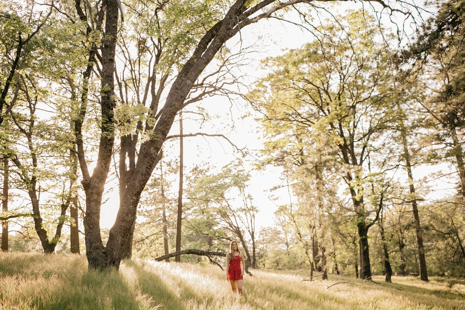 Silhouetted figure in red dress walking through sunlit meadow with tall trees.