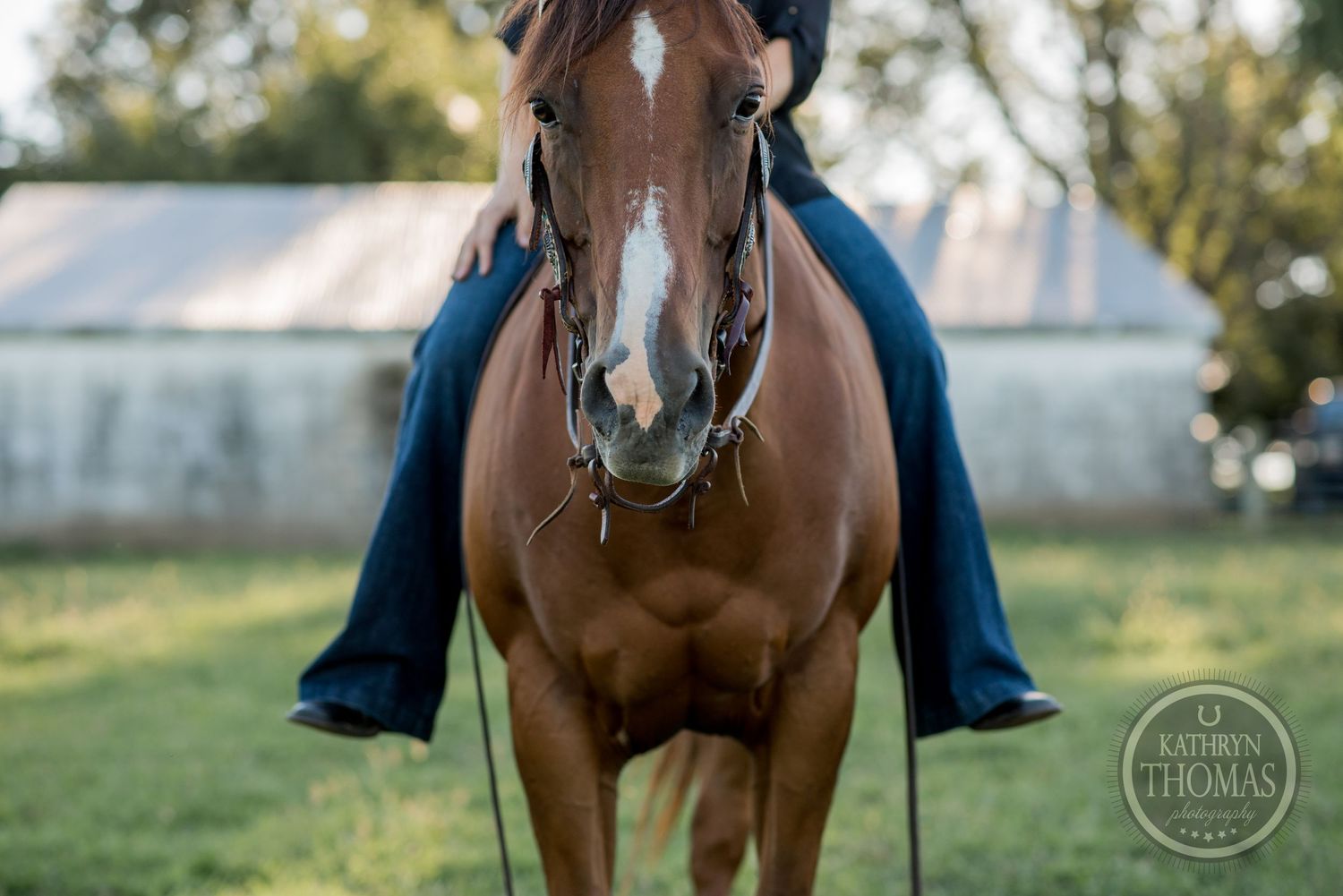 A beautiful brown horse wearing a bridle stands in a grassy field with a barn in the background.