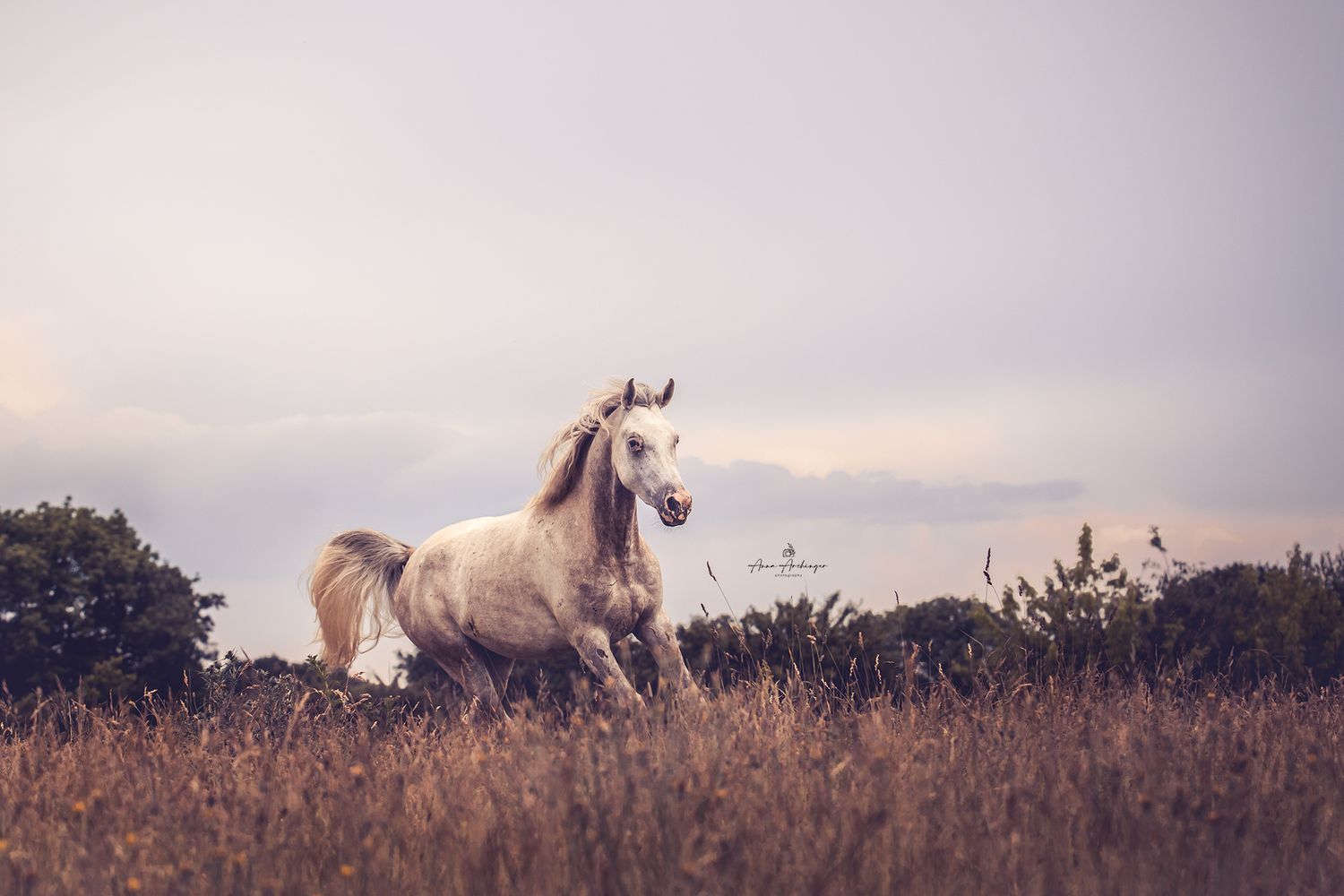 White horse gallops through tall grass during golden sunset.