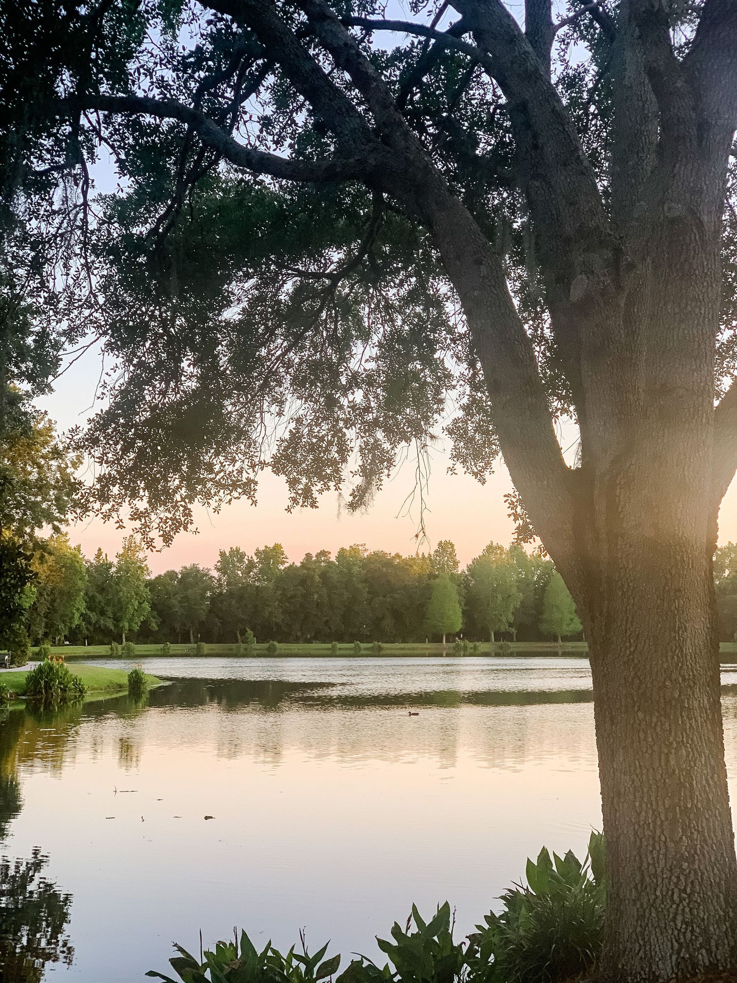 Serene lake view at sunset framed by a large overhanging tree.