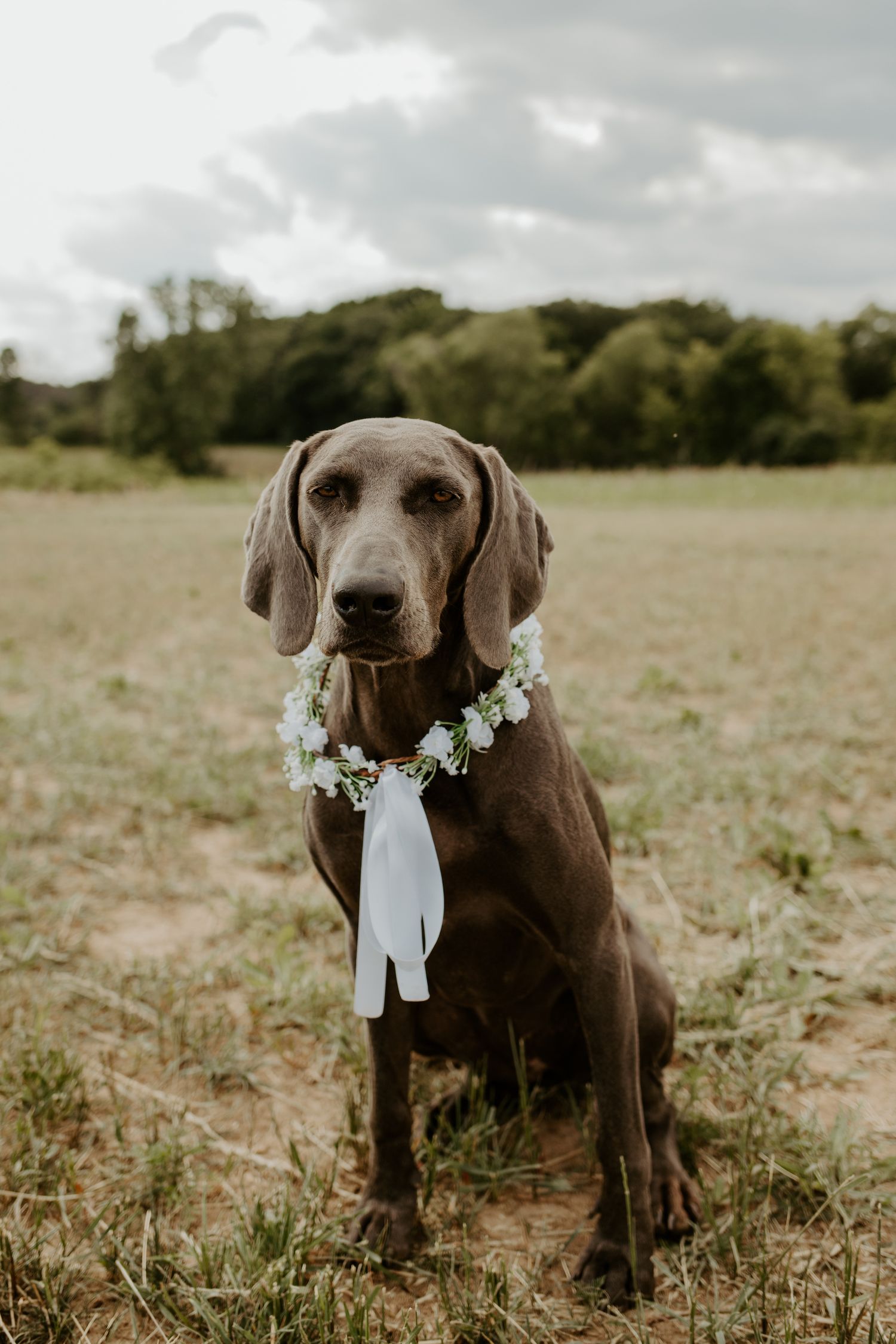 Close-up of a dog wearing a white flower crown looking up with mouth open.
