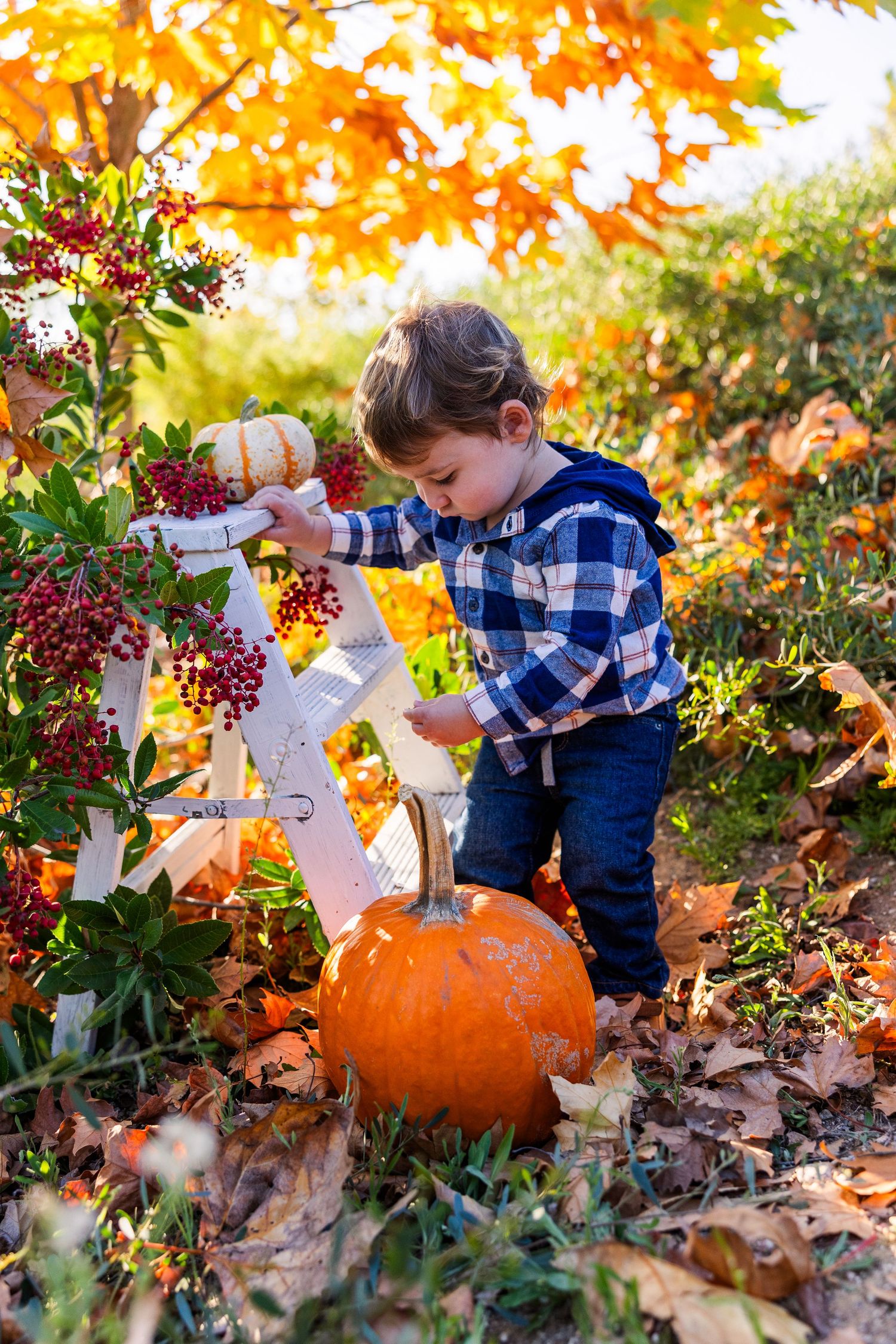 A small child explores red berries and pumpkins amid colorful autumn leaves and golden light.