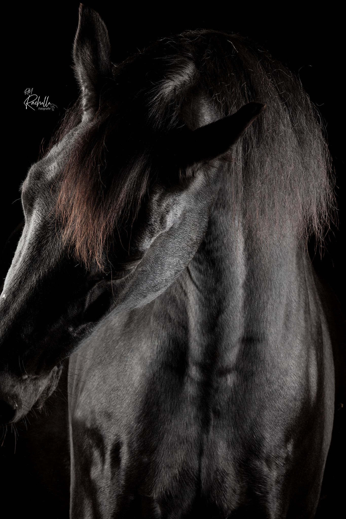 Equine fineart shoot