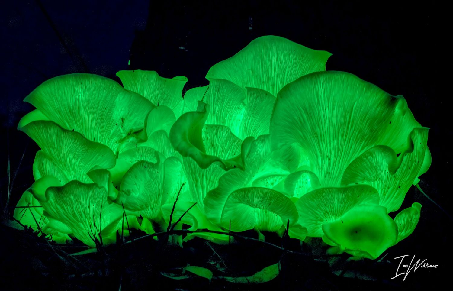 Ghost fungi