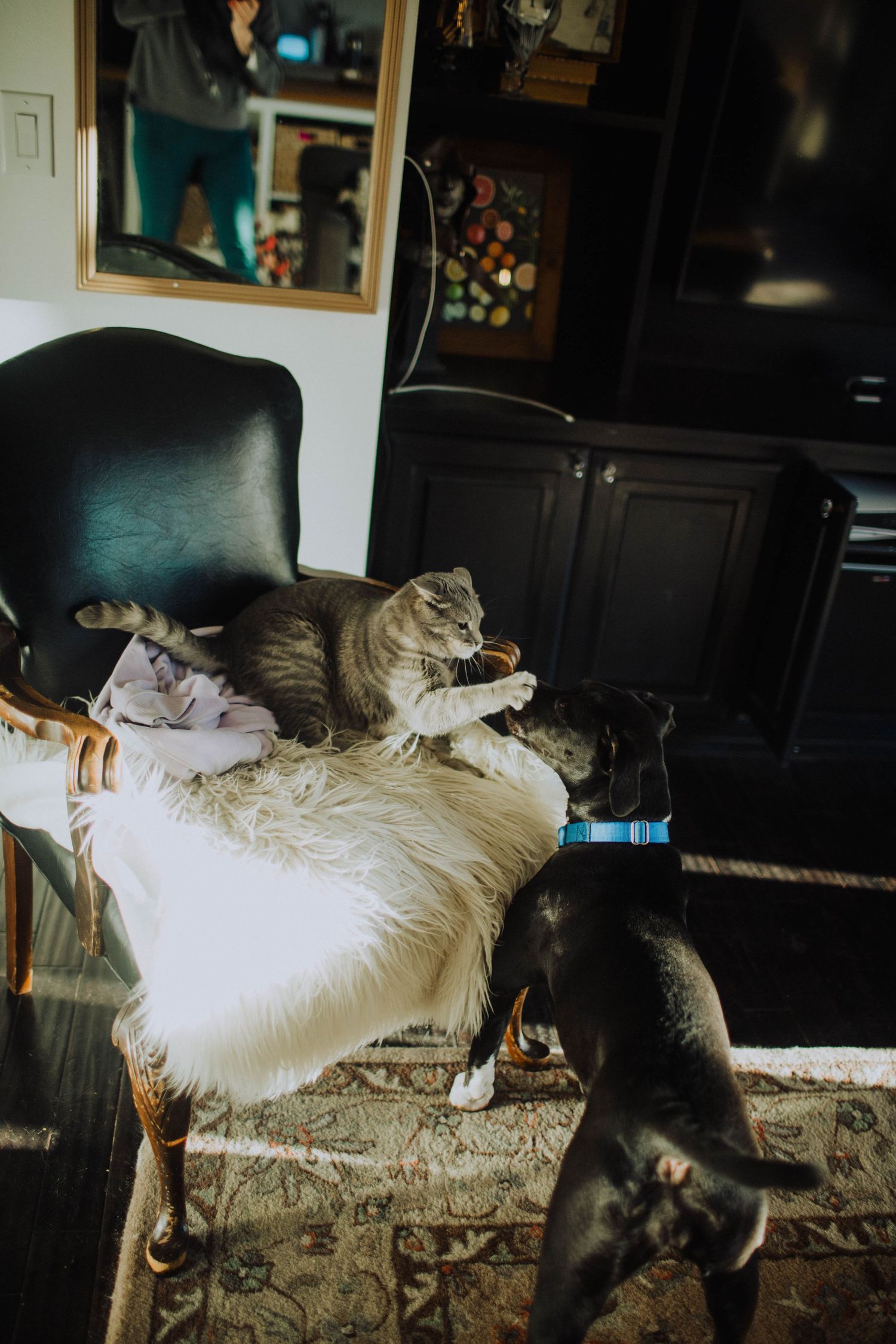 Multiple cats relaxing on white cushions in a living room setting.