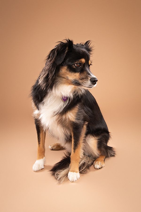 Chilliwack Dog Photographer - Best in Creations