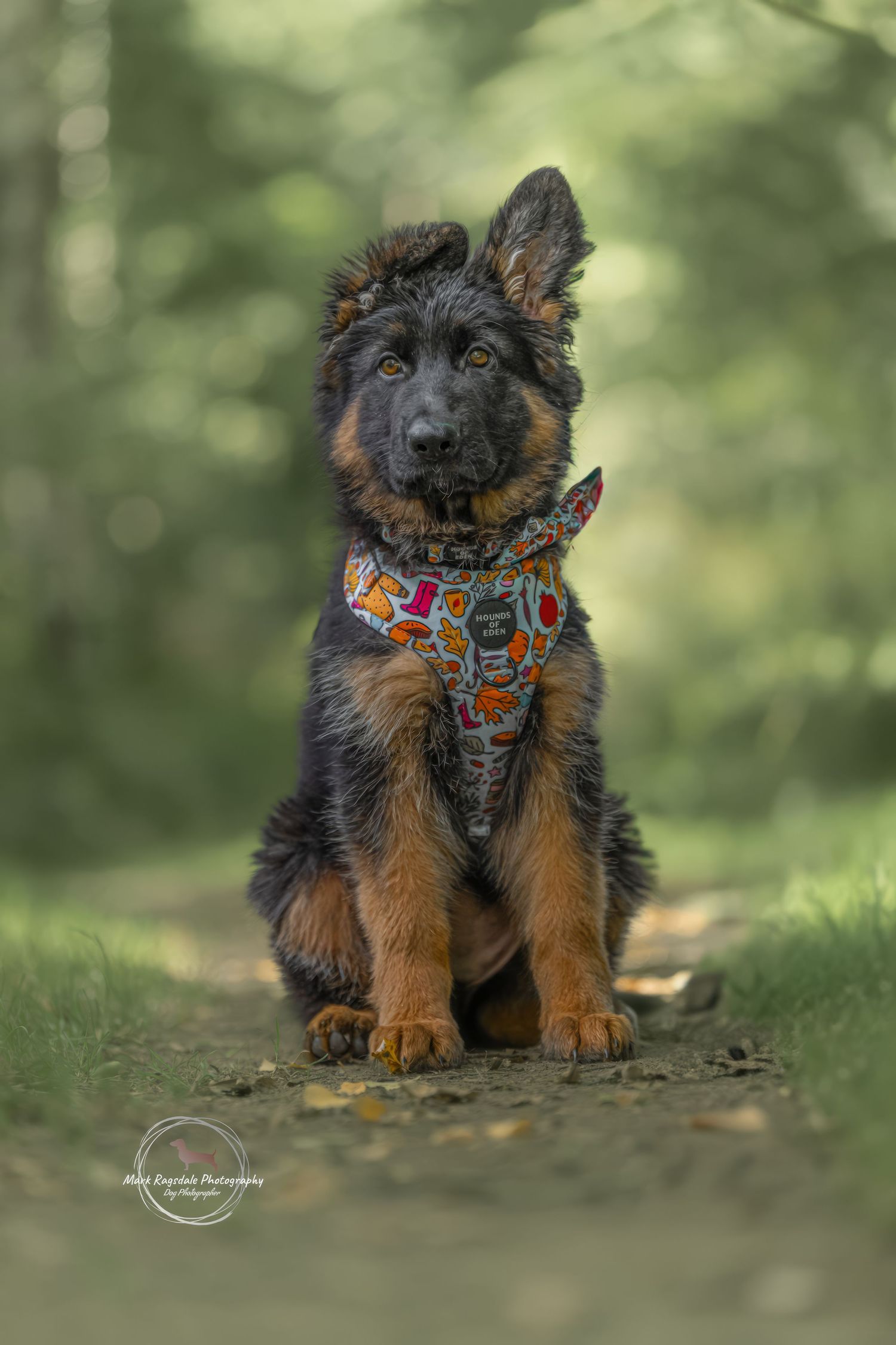 German Shepherd puppy wearing colorful harness sitting on forest path in portrait shot.