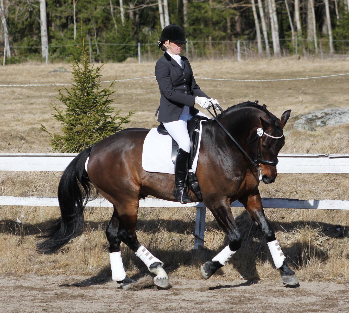 Kvinna rider dressyr på sin bruna häst. Hästfotograf i Stockholm.