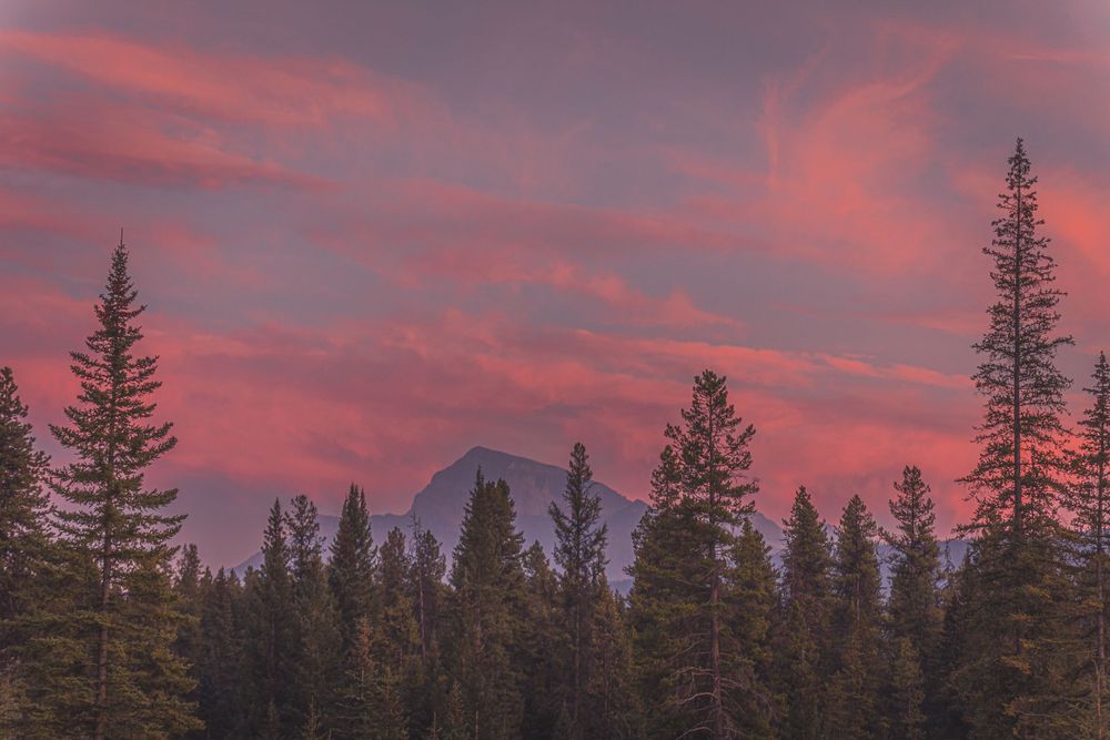Pine trees silhouetted against dramatic pink sunset sky in mountain wilderness.