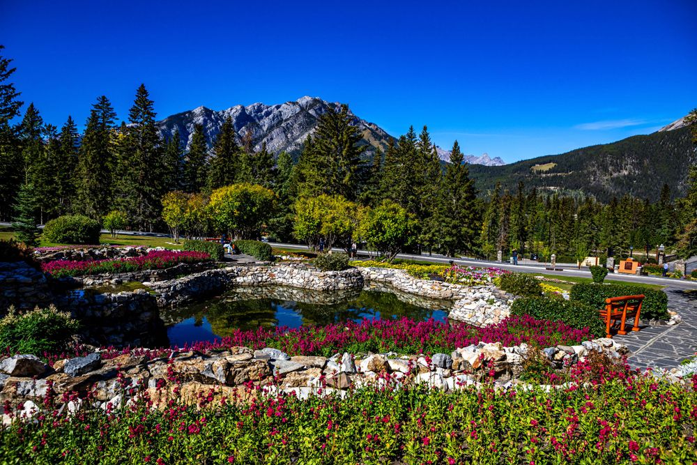 Colorful flower garden with mountain backdrop in Banff National Park.