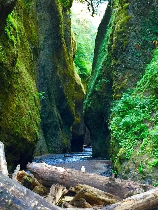 Oneonta Gorge in Oregon State