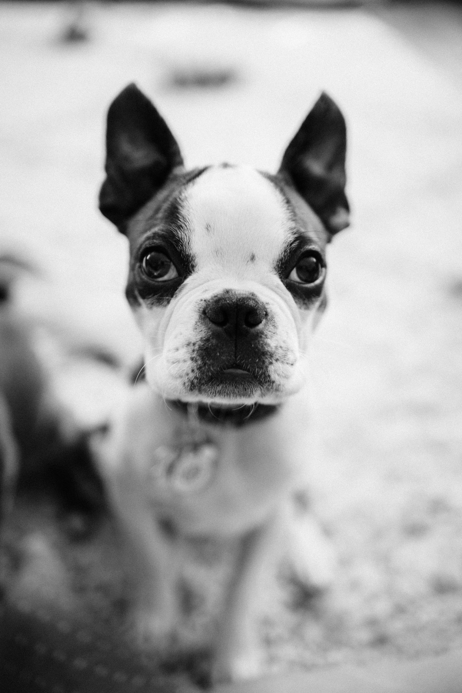 Black and white of a wide-eyed Boston Terrier in Nipomo, California.